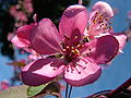 Crab apple flower