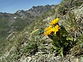 Mähnen-Pippau (Crepis rhaetica)