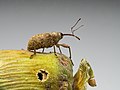 66 Curculio nucum-20220808-RM-090446 uploaded by Ermell, nominated by Ermell,  23,  0,  0