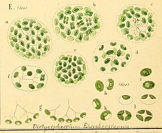 <i>Dictyosphaerium</i> Genus of algae