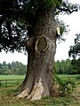 De dikke boom nabij Laren