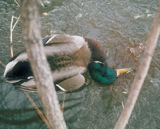 <span class="mw-page-title-main">Duck plague</span> Disease caused by Anatid alphaherpesvirus 1