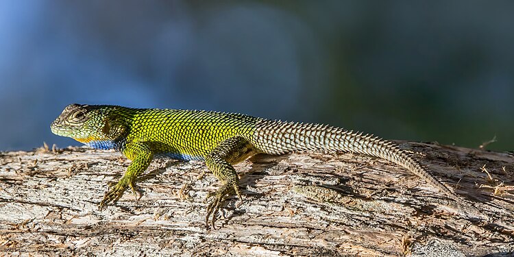 Sceloporus malachiticus by Charles J. Sharp