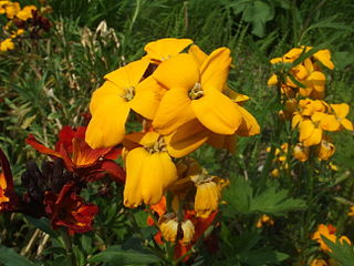 <i>Erysimum cheiri</i> Species of flowering plant