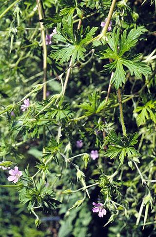 <i>Geranium bicknellii</i> Species of flowering plant