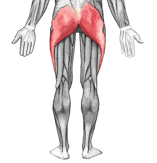 <span class="mw-page-title-main">Gluteal muscles</span> Group of three muscles which make up the buttocks