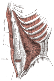 Pyramidalis muscle small, triangular muscle, near the ectus abdominis, and contained in the rectus sheath