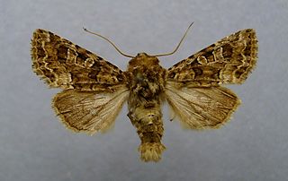 <i>Hadena perplexa</i> Species of moth