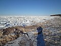 Because the Gulf of Saint Lawrence freezes over, the island's climate is similar to a continental climate as opposed to an oceanic climate