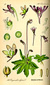 Pinguicula vulgaris plate 510 in: Otto Wilhelm Thomé: Flora von Deutschland, Österreich u.d. Schweiz, Gera (1885)