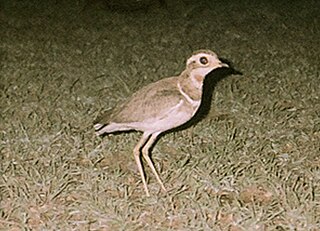 <span class="mw-page-title-main">Jerdon's courser</span> Species of bird