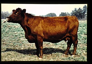 <span class="mw-page-title-main">Japanese Shorthorn</span> Breed of cattle