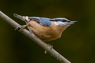 <span class="mw-page-title-main">Eurasian nuthatch</span> Small passerine bird species