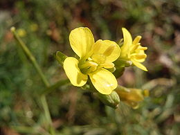 Mūrinis šatreinis (Diplotaxis muralis)