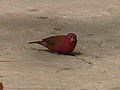 Senegalamarant Red-billed Firefinch male