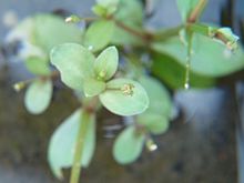 Lindernia procumbens.JPG