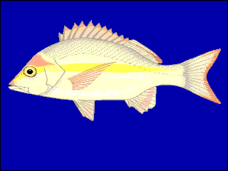 <i>Lutjanus adetii</i> Species of fish