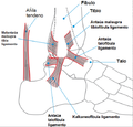 ligamentoj maleolaj (priskriboj en Esperanto)