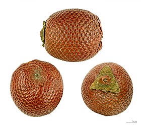 Fruits comestibles de l'aguaje (Mauritia flexuosa), palmier d'Amérique du Sud. (définition réelle 4 203 × 3 697)