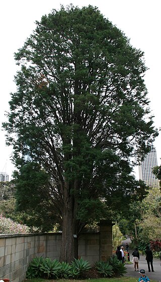 <i>Cupressus lusitanica</i> Species of plant