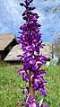 Orchis mascula Germany - Gütenbach