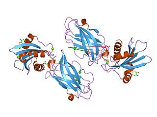 <span class="mw-page-title-main">Beta2-adaptin C-terminal domain</span>