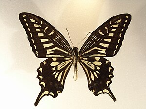 粵港澳地區幾常見嘅 柑橘鳳蝶（Papilio xuthus）