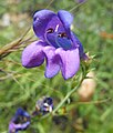 Penstemon heterophyllus