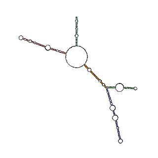 Bicoid 3′-UTR regulatory element