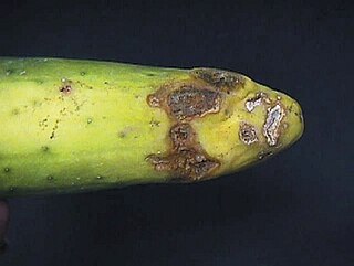 <i>Rhizoctonia</i> Genus of fungi