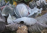 Rotkohl (Blaukraut, Kraut)