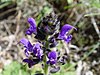 Salvia verbenaca b.JPG