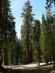 Other giant sequoia (Sequoiadendron giganteum)