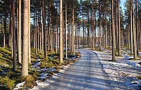 Spring forest Yyteri 3