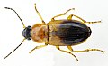 Stenolophus teutonus