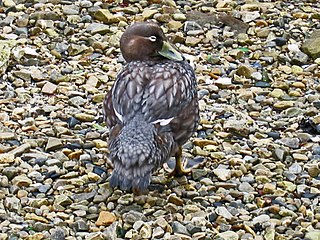 <span class="mw-page-title-main">Steamer duck</span> Genus of birds