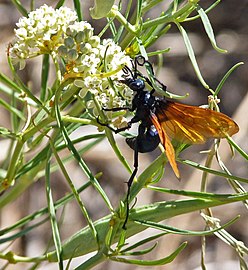 Tarantula hawk wasp