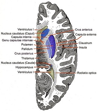 <span class="mw-page-title-main">Internal capsule</span> White matter structure situated in the inferomedial part of each cerebral hemisphere of the brain