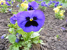 Viola flower 2.JPG