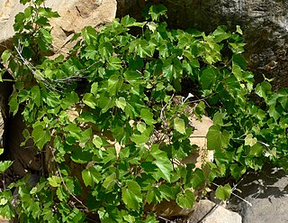 <i>Vitis arizonica</i> Species of grapevine