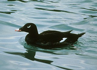 <span class="mw-page-title-main">Scoter</span> Genus of ducks