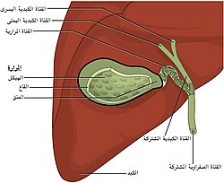 موقع المرارة أسفل الكبد.