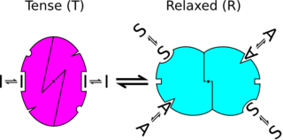 <span class="mw-page-title-main">Monod–Wyman–Changeux model</span> Biochemical model of protein transitions