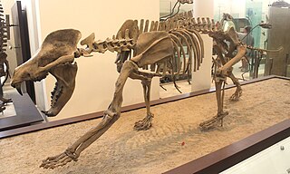 <i>Amphicyon</i> Extinct genus of carnivores