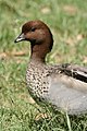 ♂ Brisbane, Australia