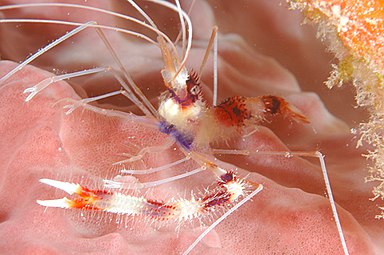 Banded Coral Shrimp