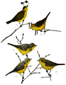 Cardellina canadensis (common: Canadian Warbler) No. 3,4 & 5, from Bird-Lore, Vol. 6 No.2.