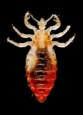 <span class="mw-page-title-main">Body louse</span> Subspecies of insect