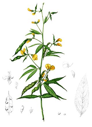 <span class="mw-page-title-main">Pigeon pea</span> Species of perennial legume