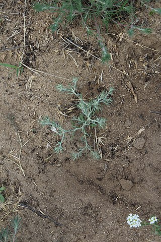 <i>Ceratocarpus</i> Genus of Amaranthaceae plants